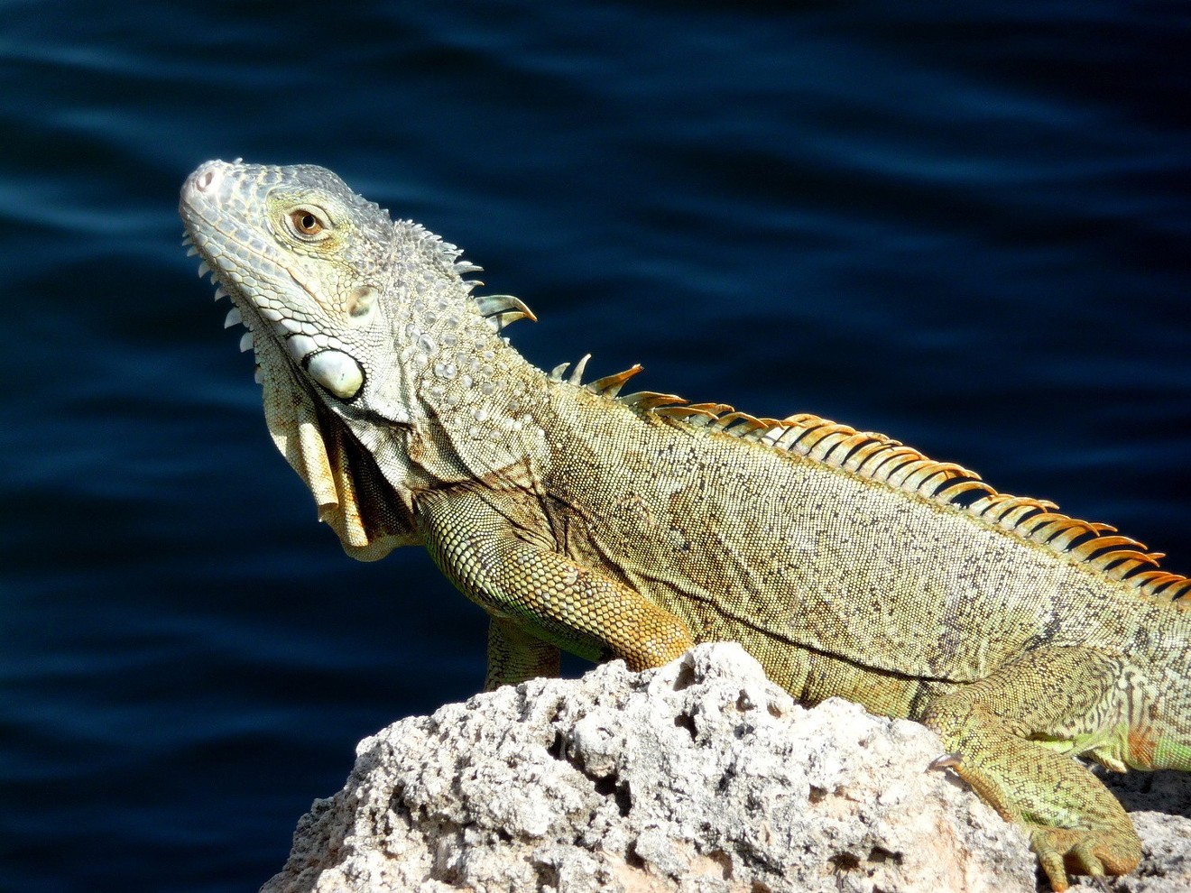 The Florida Fish and Wildlife Conservation Commission has called for open season on invasive iguanas.