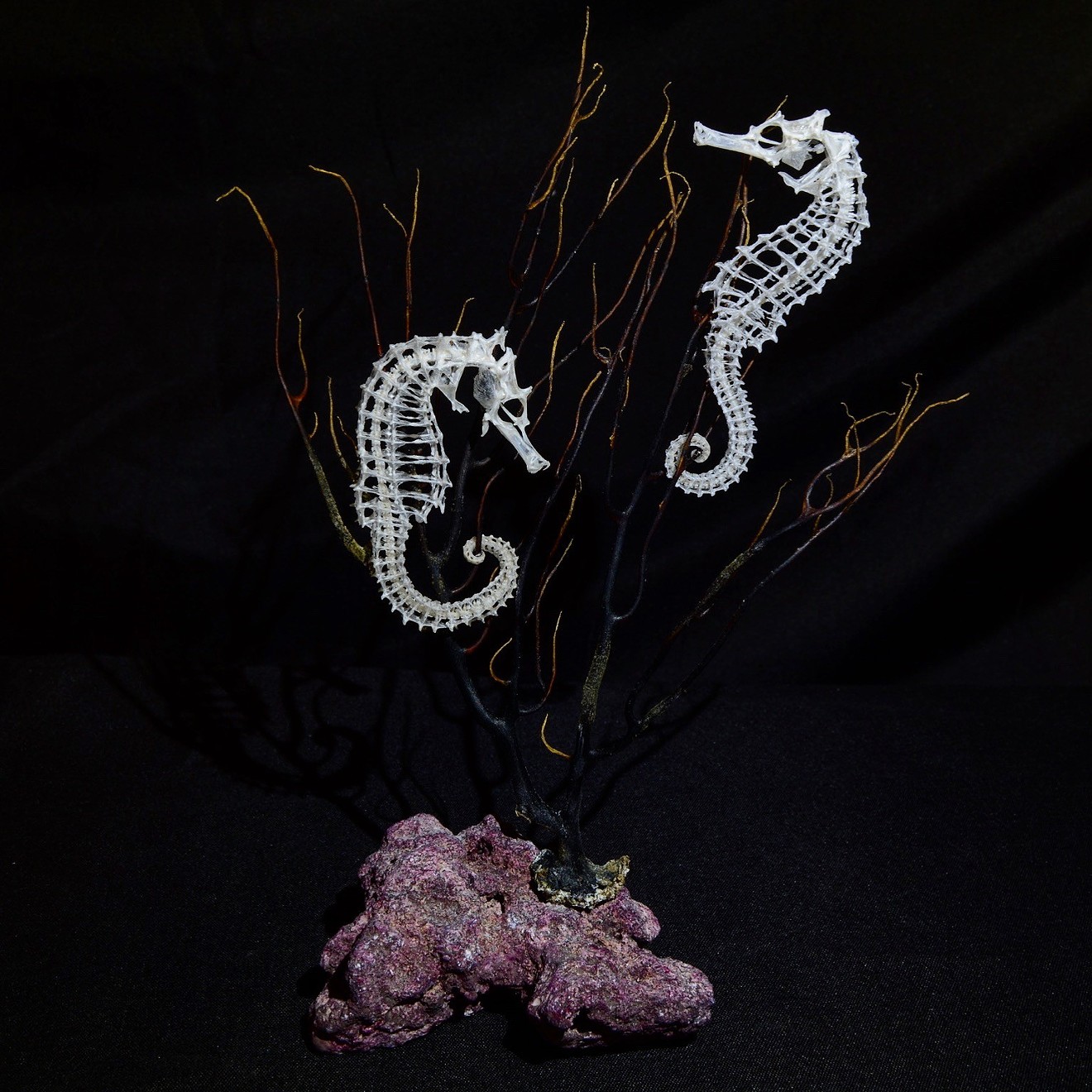 A pair of seahorse skeletal articulations from Inner Workings Art