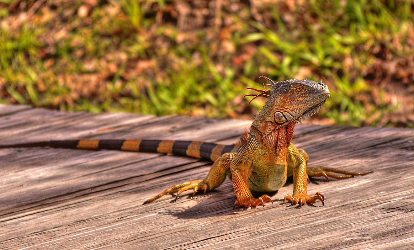 An iguana sunbathes in Fort Lauderdale. The invasive reptiles have become a headache for homeowners in South Florida.