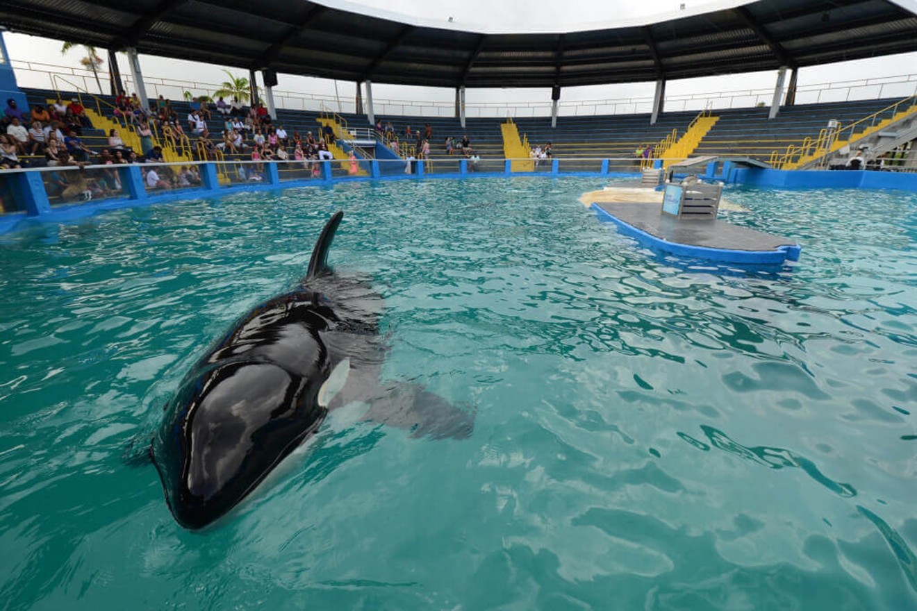 PETA's fight against Miami Seaquarium, which houses the orca Lolita in a tiny tank, is ongoing.