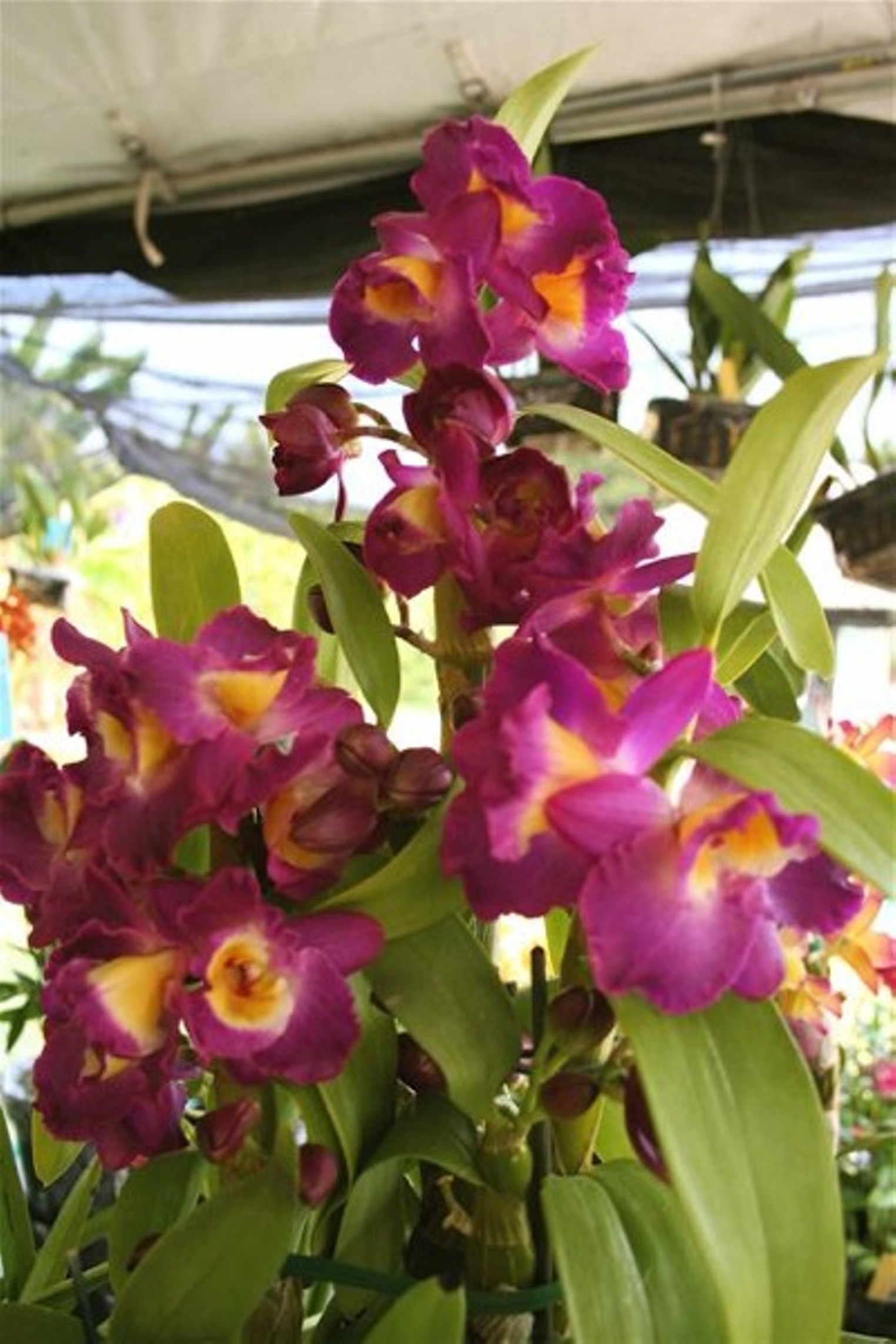 Redland International Orchid Festival South Florida Broward Palm