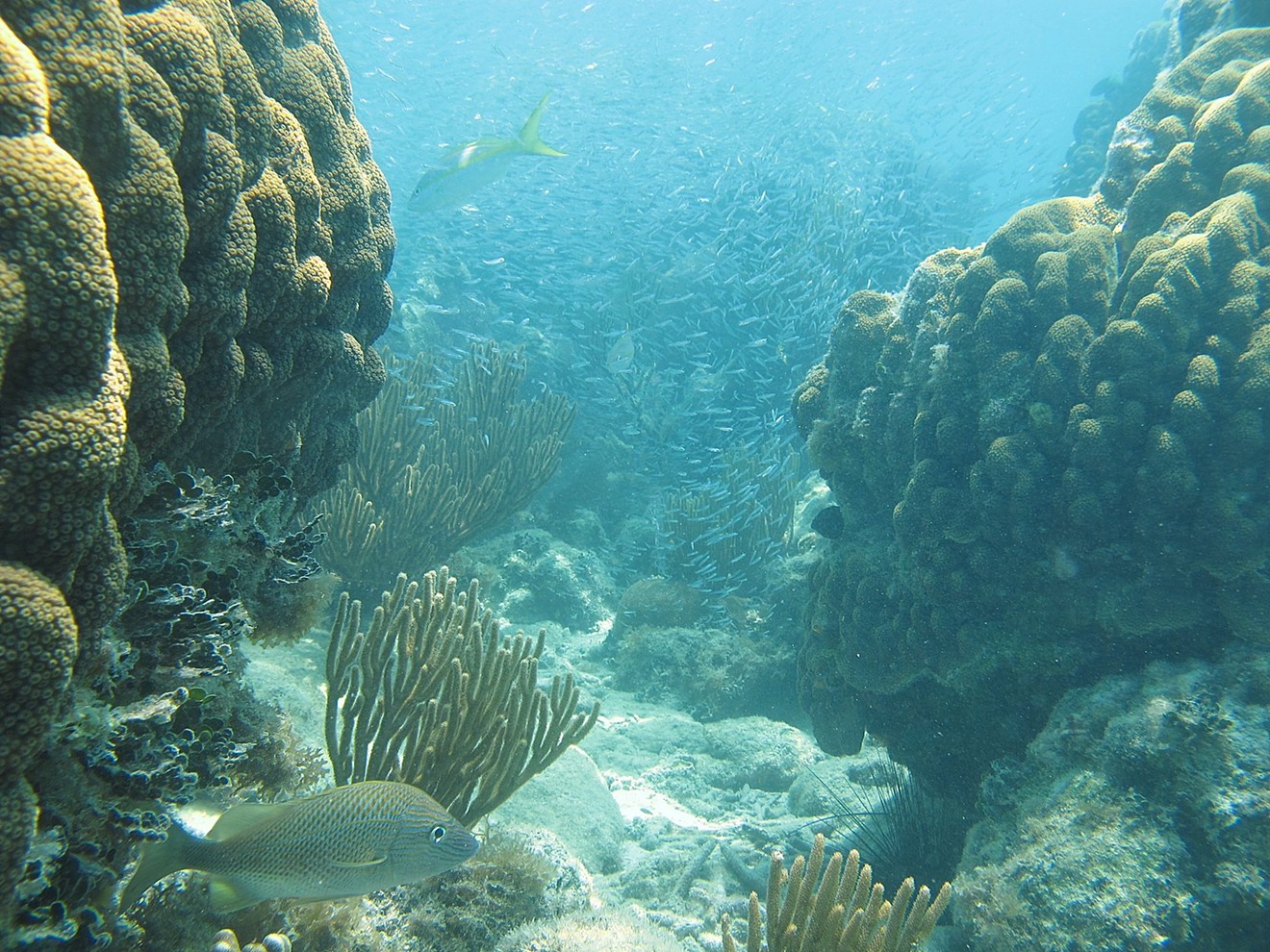 What's killing Florida's coral reefs?