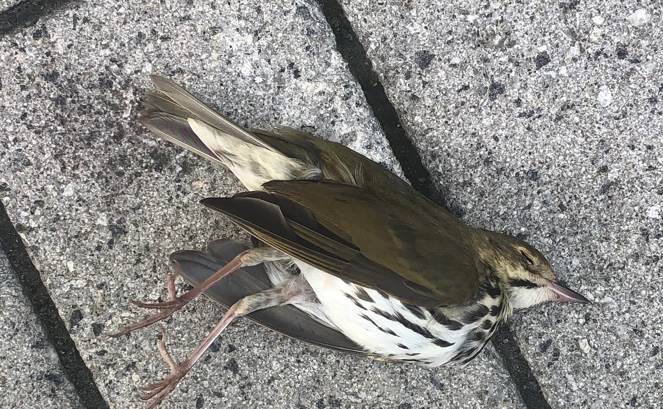 Tropical Audubon Society Needs Help Monitoring Bird Deaths in South Florida