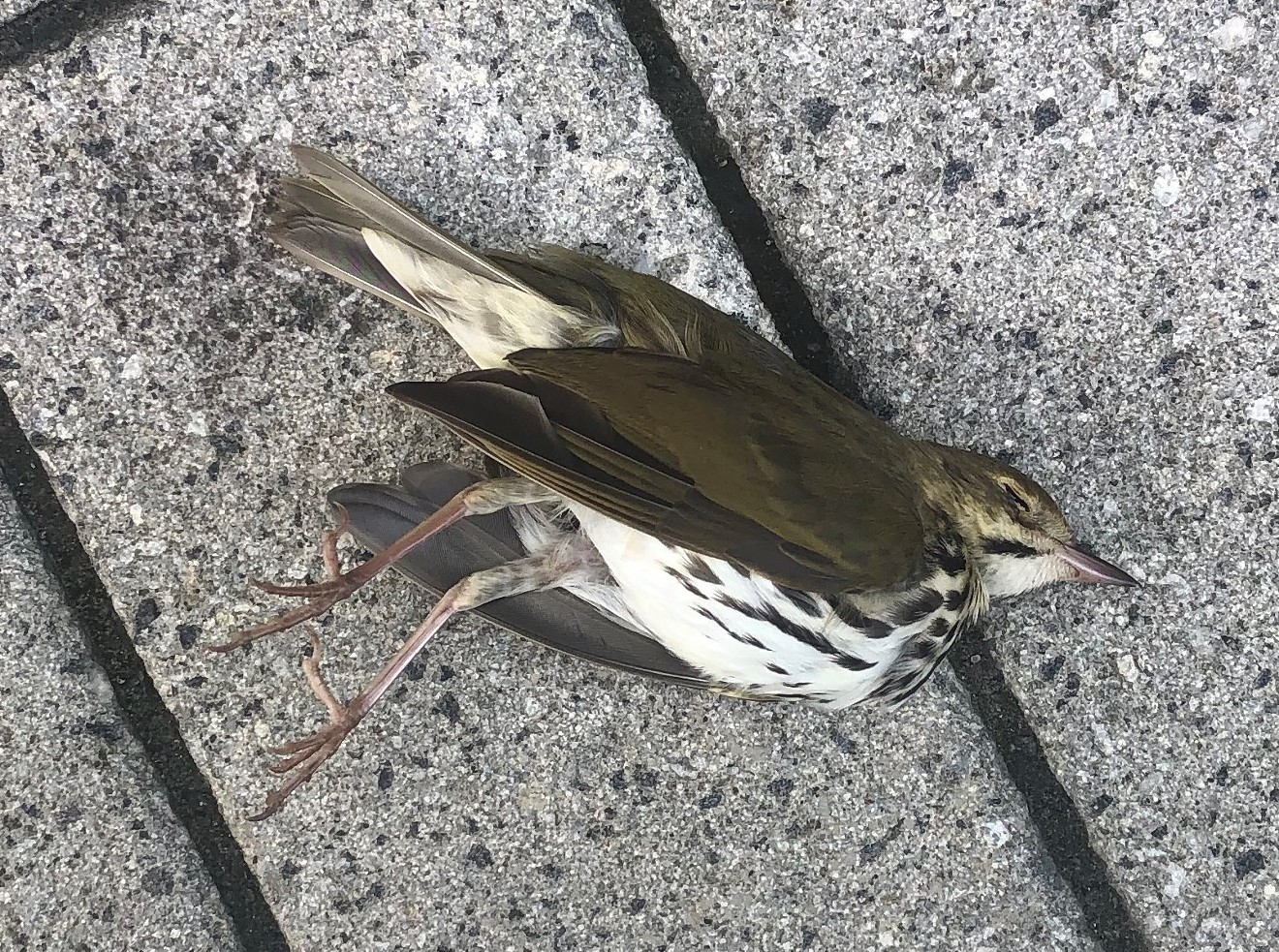 An ovenbird found on the ground in downtown Miami.