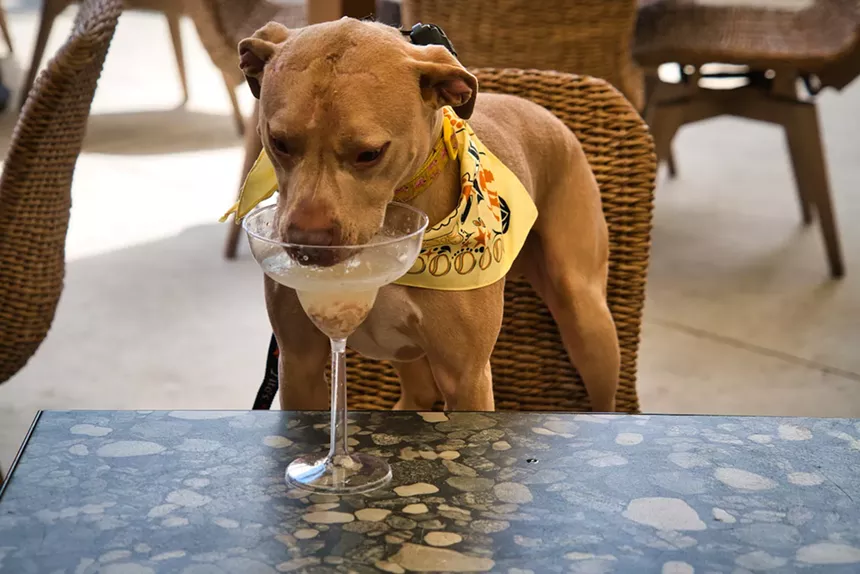 Canine cocktails are on tap at Brimstone's monthly Bark 'n' Brunch. - PHOTO COURTESY OF BRIMSTONE PEMBROKE PINES