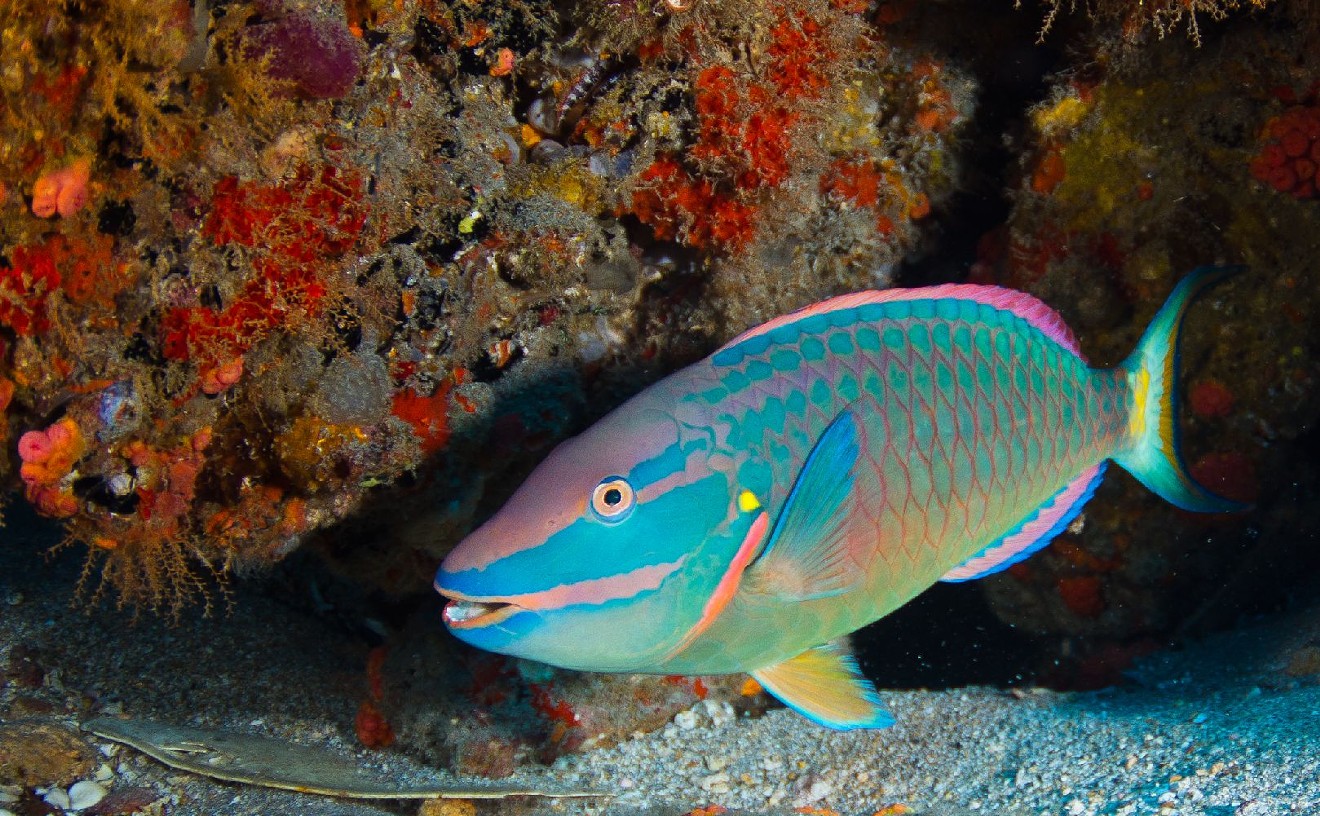 This parrotfish at Blue Heron Bridge represents one of the species that the FWC permit allowed Moody Gardens to take.