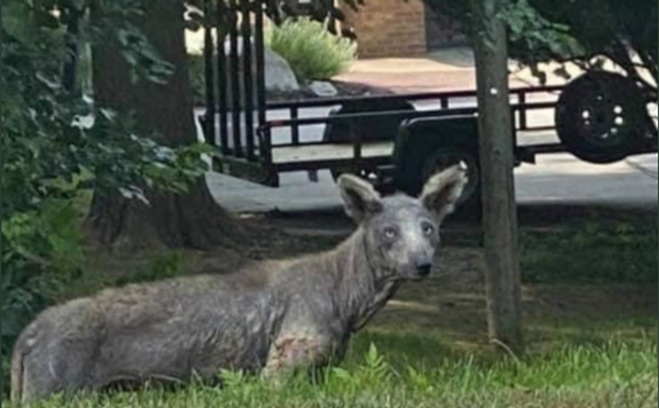 Ron Magill Identifies Tampa's Mysterious Creature &mdash; And It Lives in Miami Too