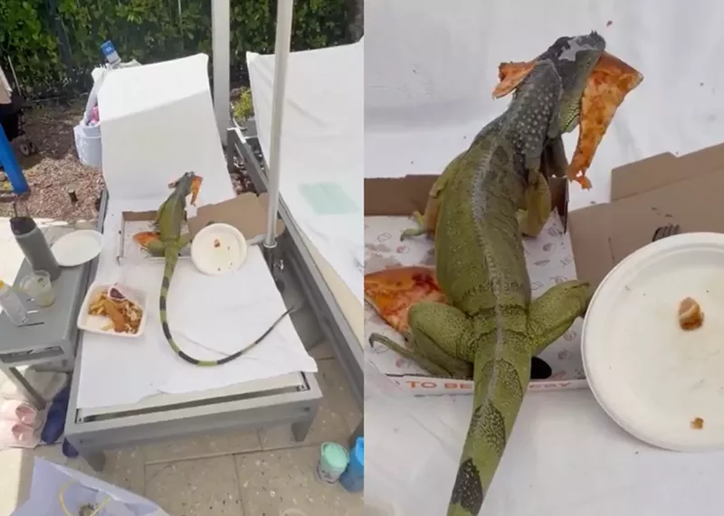 Image: iguana on chair